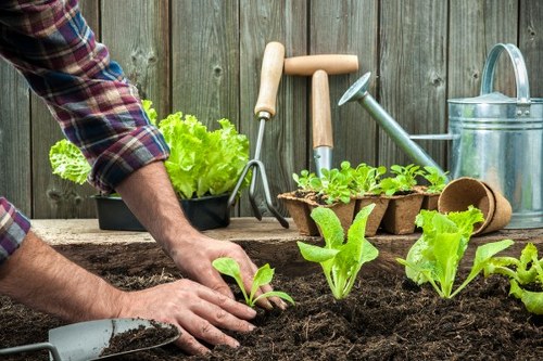 Gardener inspecting a completed planting area