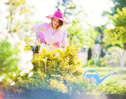 Professional gardener trimming hedges in Sidcup garden